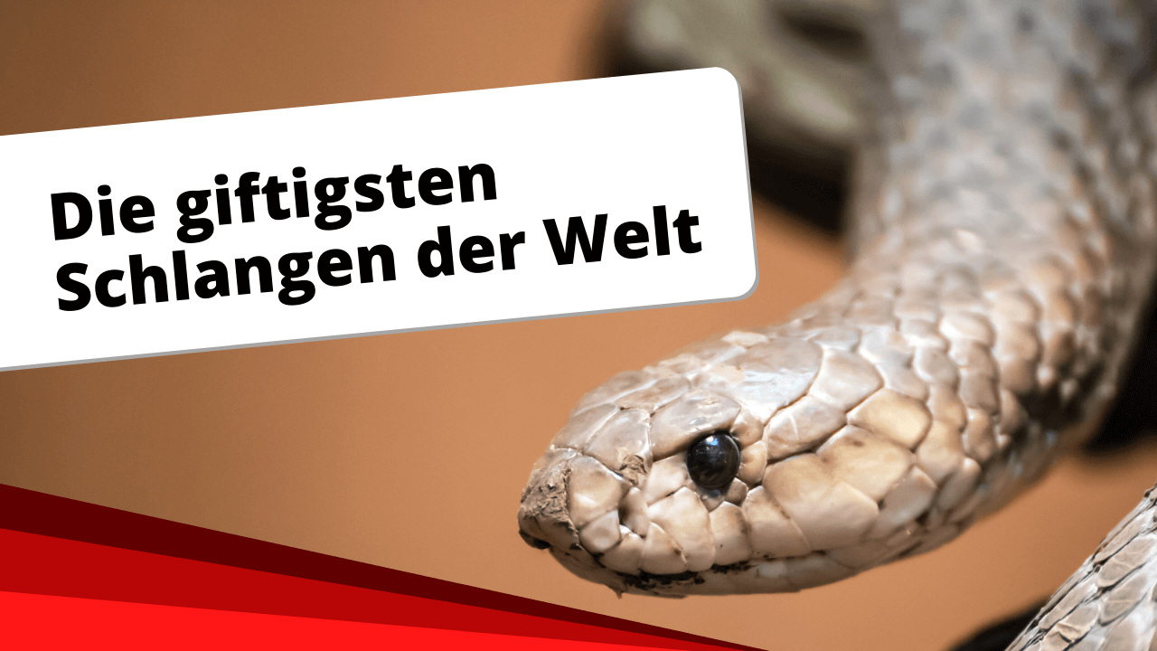 Die giftigsten Schlangen der Welt