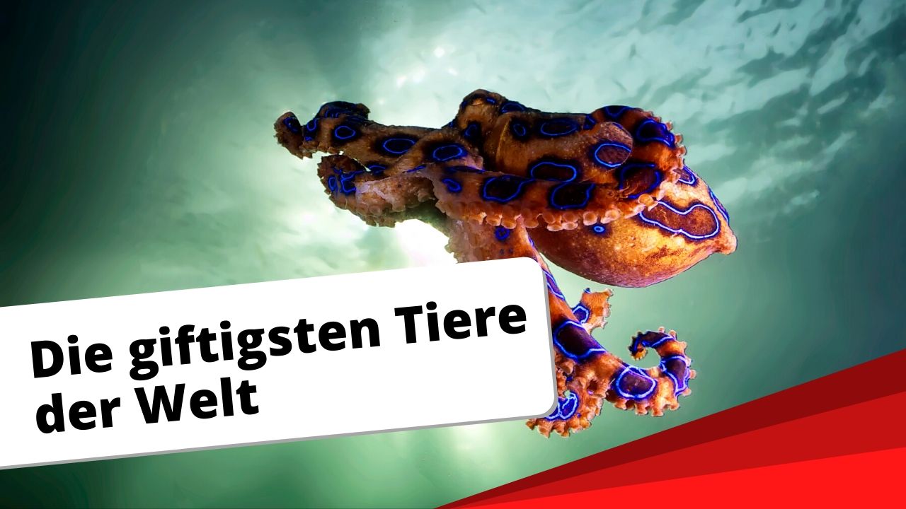 Die giftigsten Tiere der Welt