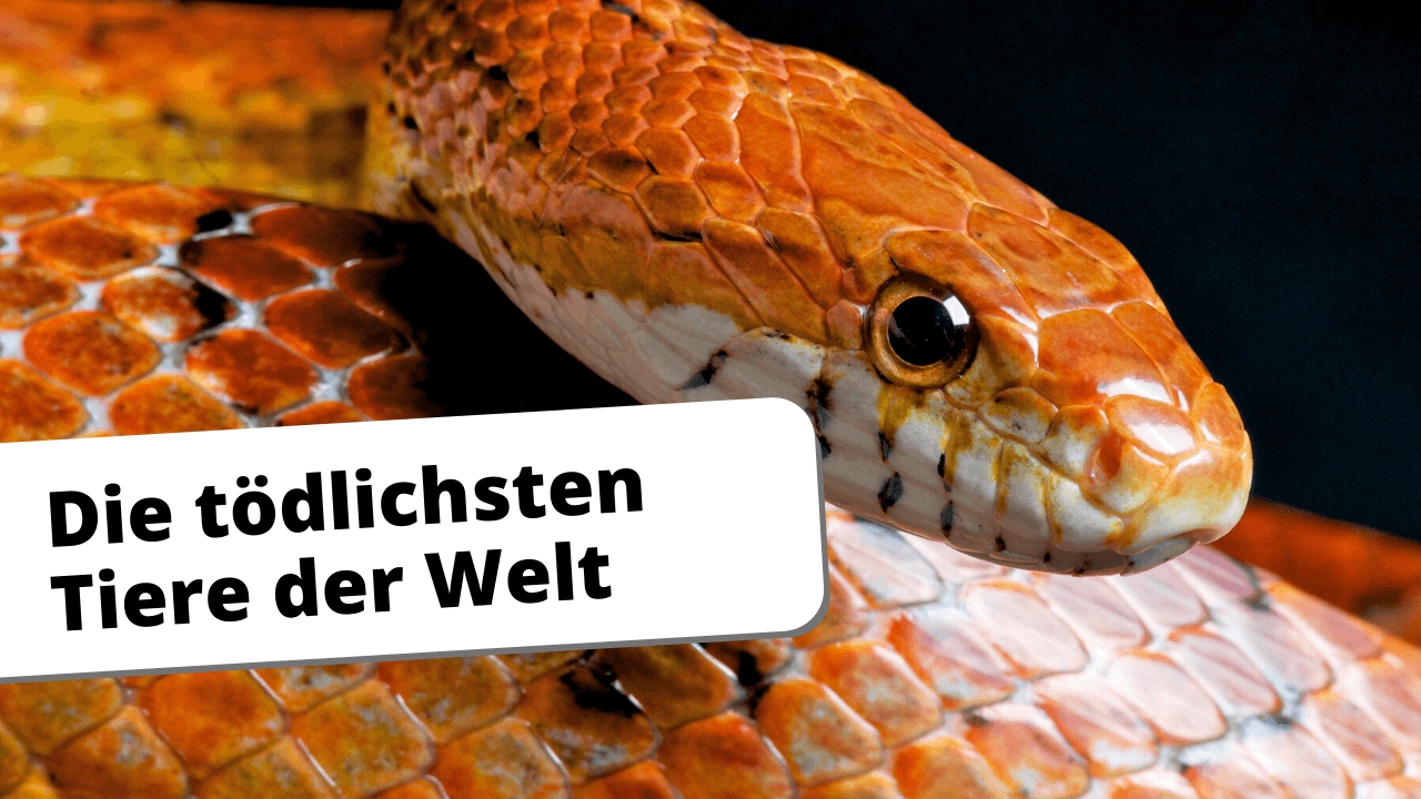 Die tödlichsten Tiere der Welt